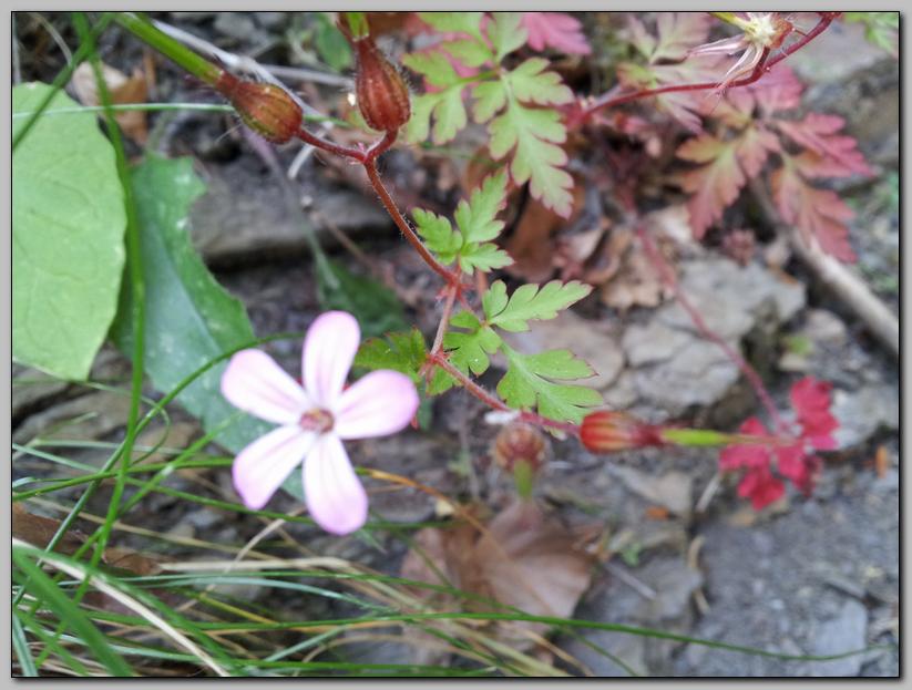 Geranium robertianum