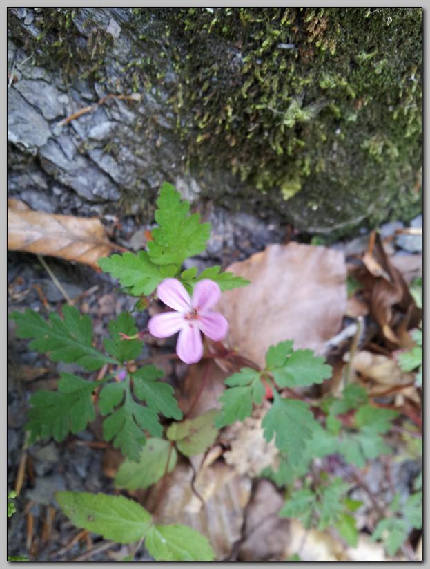 Geranium robertianum