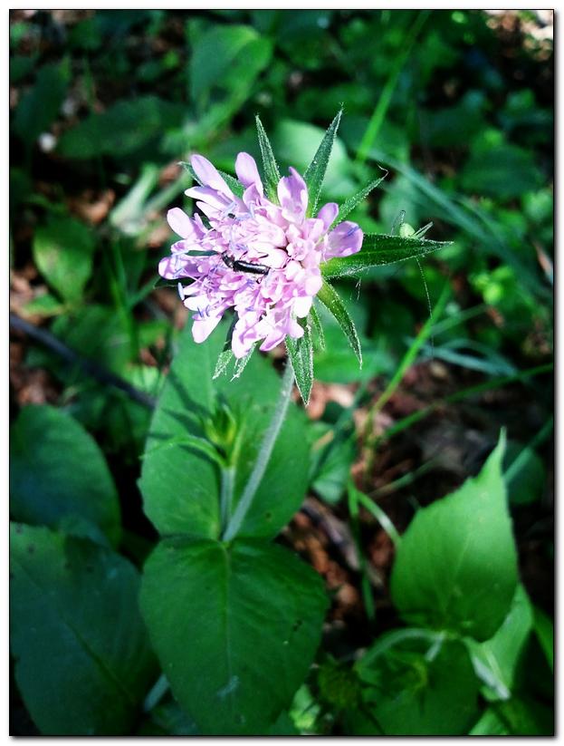 da determinare - Knautia sp.