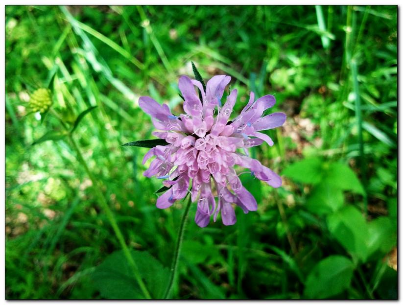 da determinare - Knautia sp.