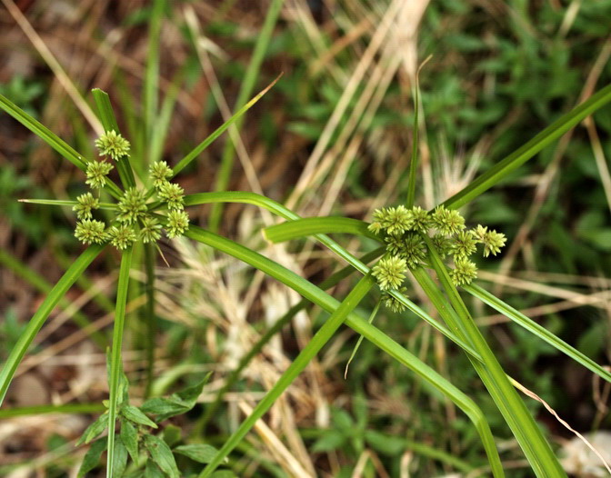 Cyperus eragrostis / Zigolo