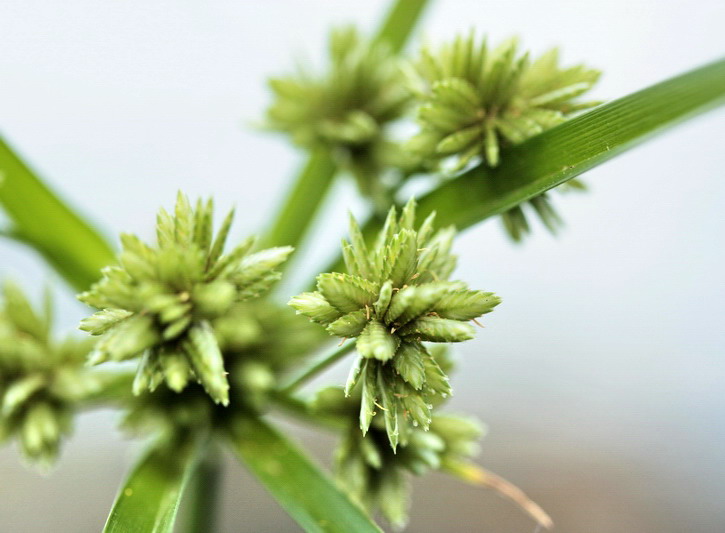 Cyperus eragrostis / Zigolo