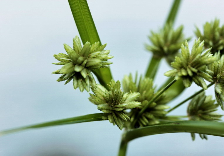 Cyperus eragrostis / Zigolo