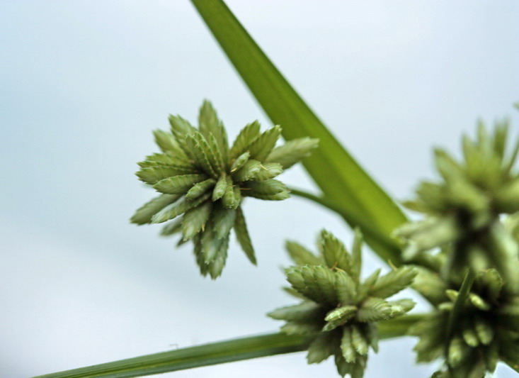 Cyperus eragrostis / Zigolo