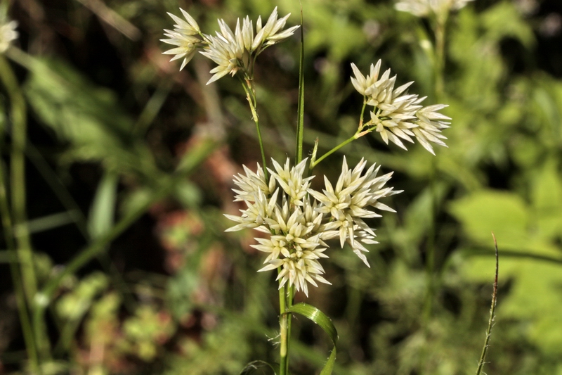 Luzula luzuloides (= Luzula albida) / Erba lucciola bianca