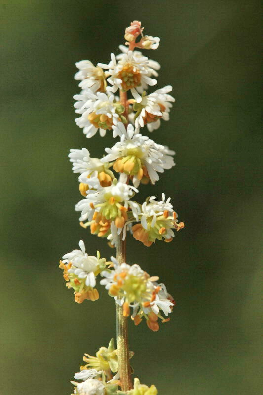 Sesamoides interrupta / Reseda pigmea