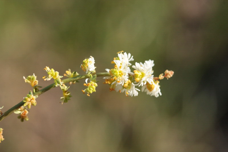 Sesamoides interrupta / Reseda pigmea