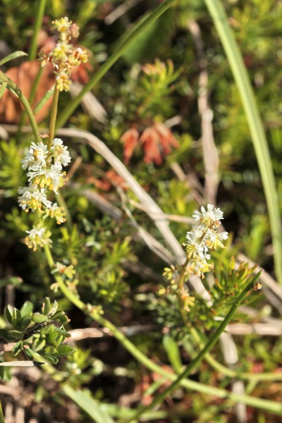 Sesamoides interrupta / Reseda pigmea