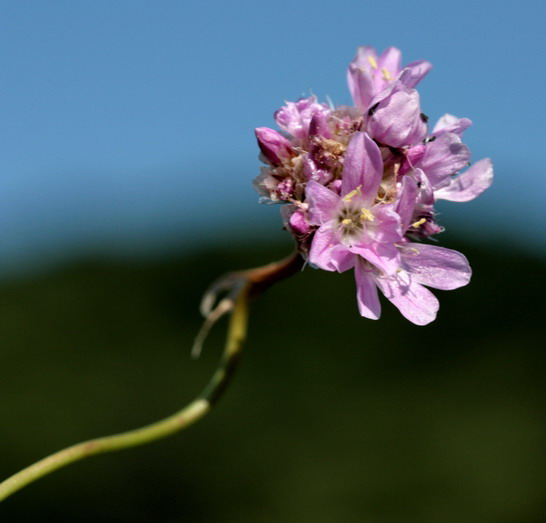 Armeria arenaria
