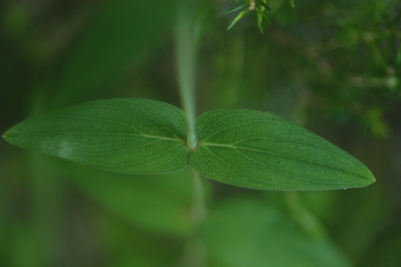 Hypericum montanum