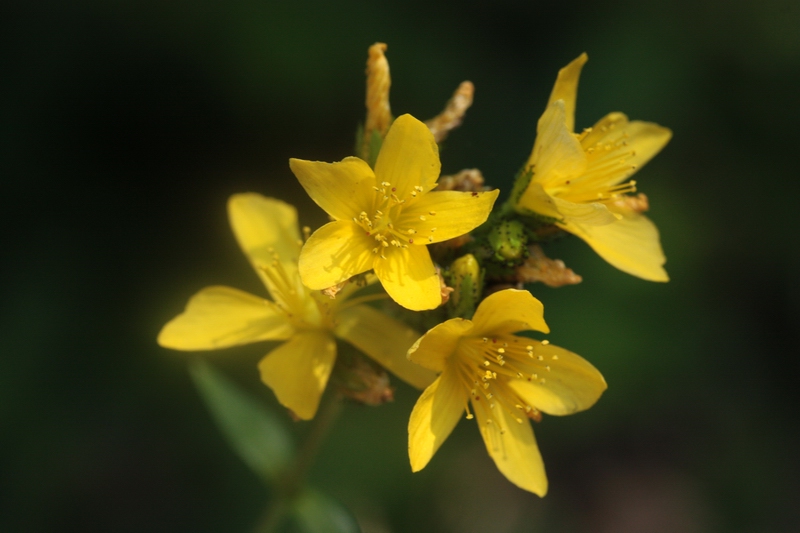 Hypericum montanum