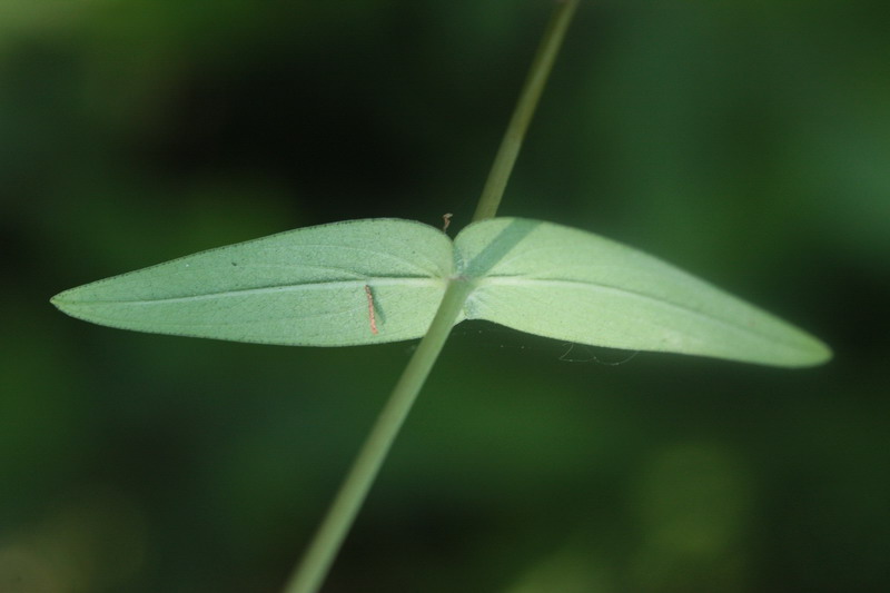 Hypericum montanum