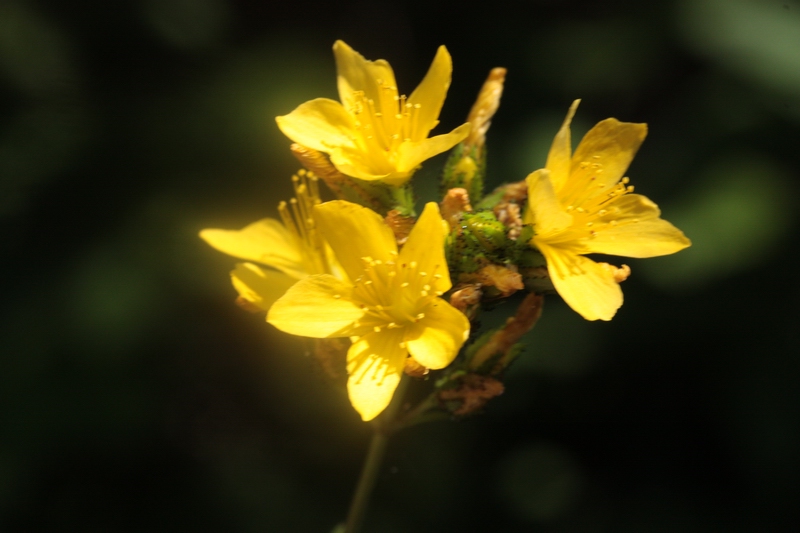 Hypericum montanum