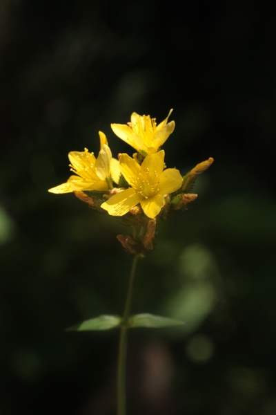 Hypericum montanum
