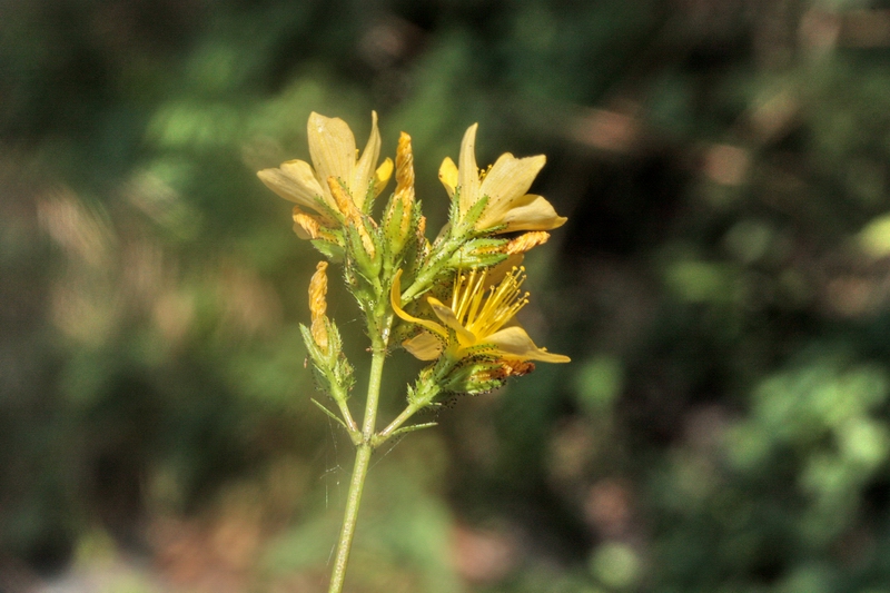 Hypericum montanum