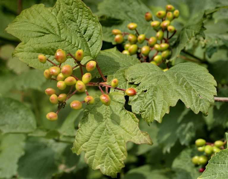 Viburnum opulus