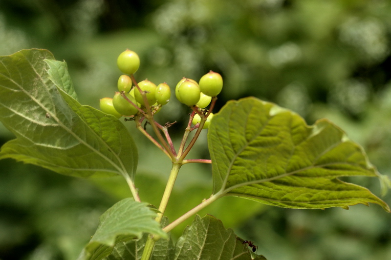 Viburnum opulus