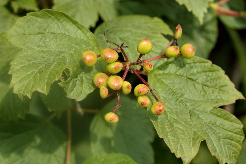 Viburnum opulus