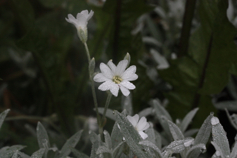 Cerastium tomentosum