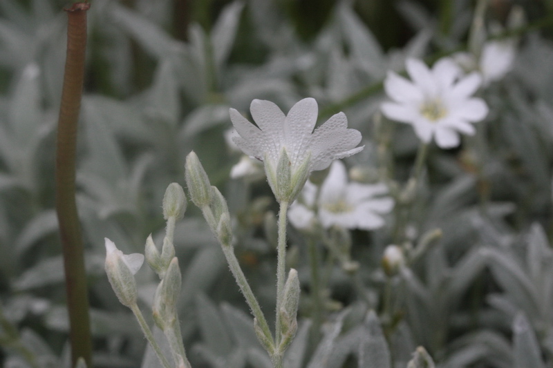 Cerastium tomentosum