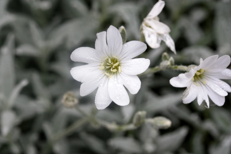 Cerastium tomentosum