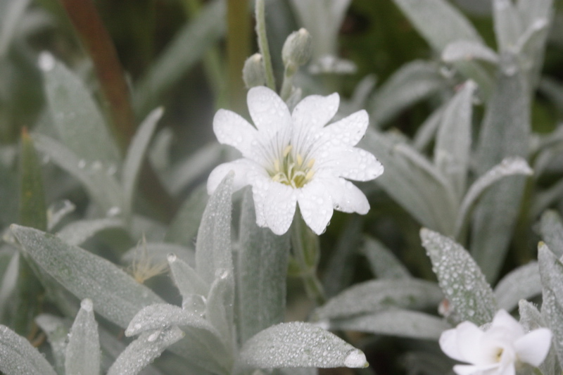 Cerastium tomentosum