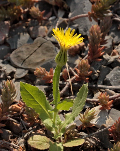 Urospermum picroides / Boccione minore