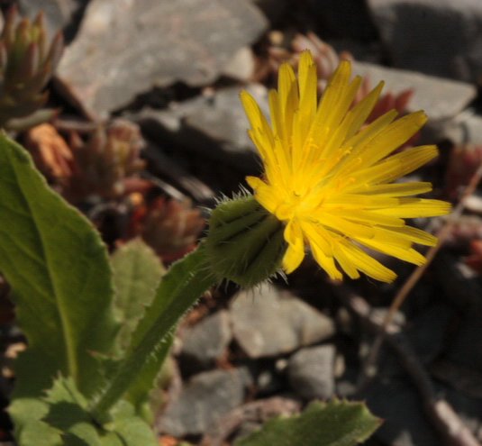 Urospermum picroides / Boccione minore