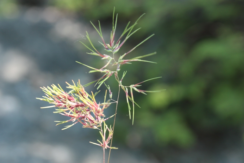 Poa bulbosa con fiori vivipari