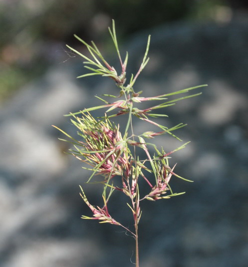 Poa bulbosa con fiori vivipari