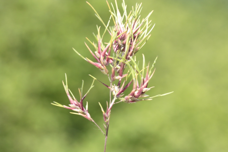 Poa bulbosa con fiori vivipari