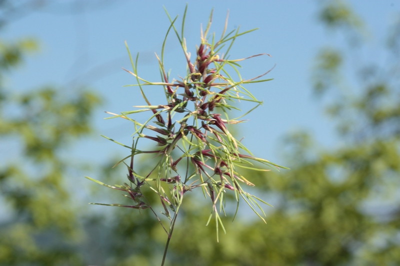 Poa bulbosa con fiori vivipari