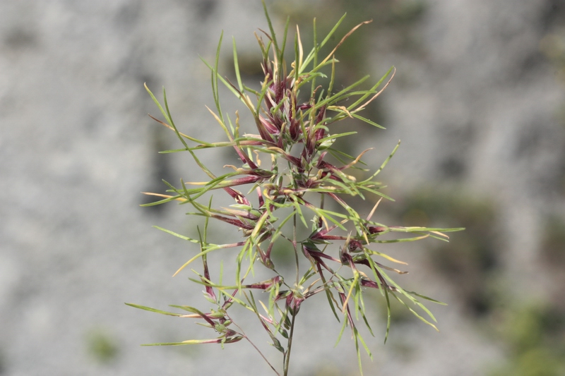 Poa bulbosa con fiori vivipari
