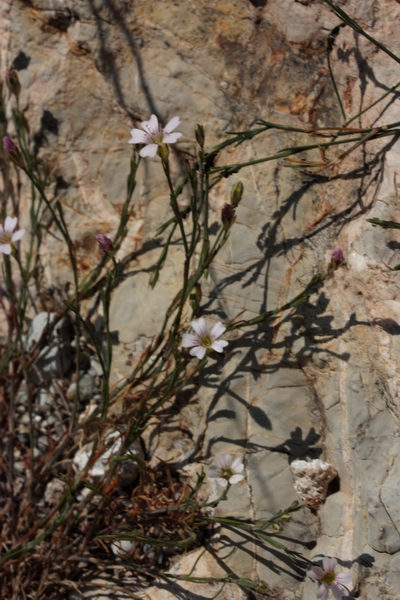 Petrorhagia saxifragra