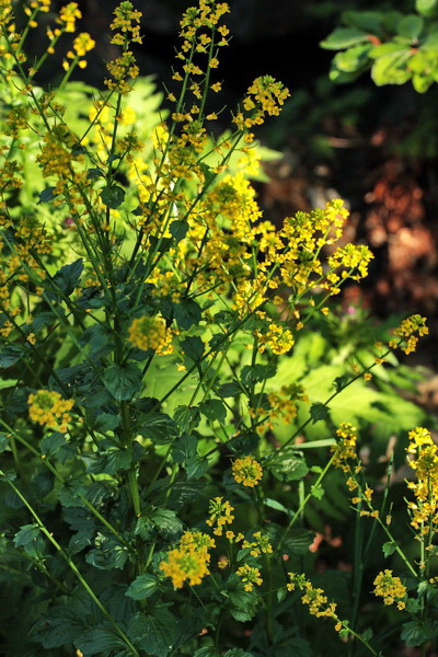 Barbarea vulgaris