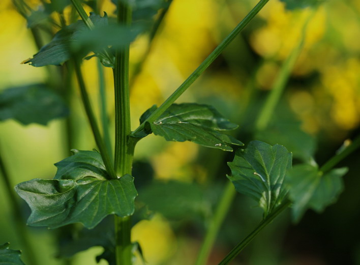 Barbarea vulgaris