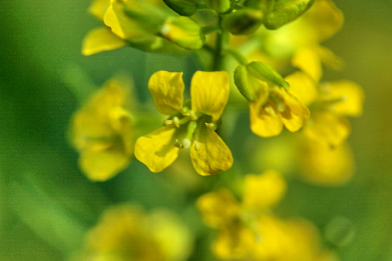 Barbarea vulgaris