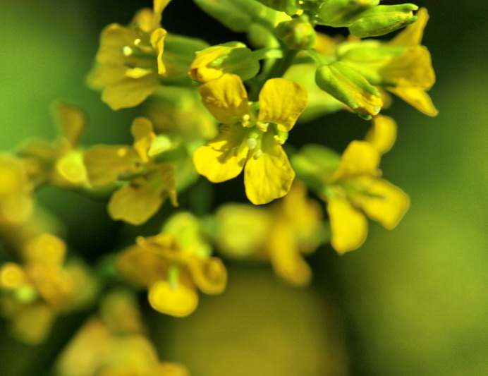Barbarea vulgaris