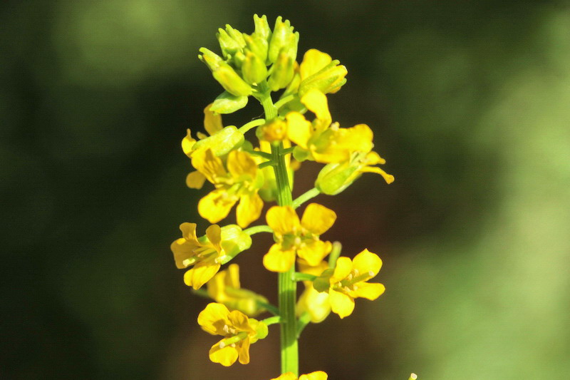 Barbarea vulgaris