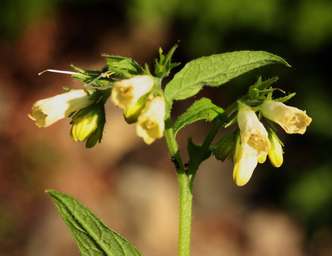 Symphytum bulbosum