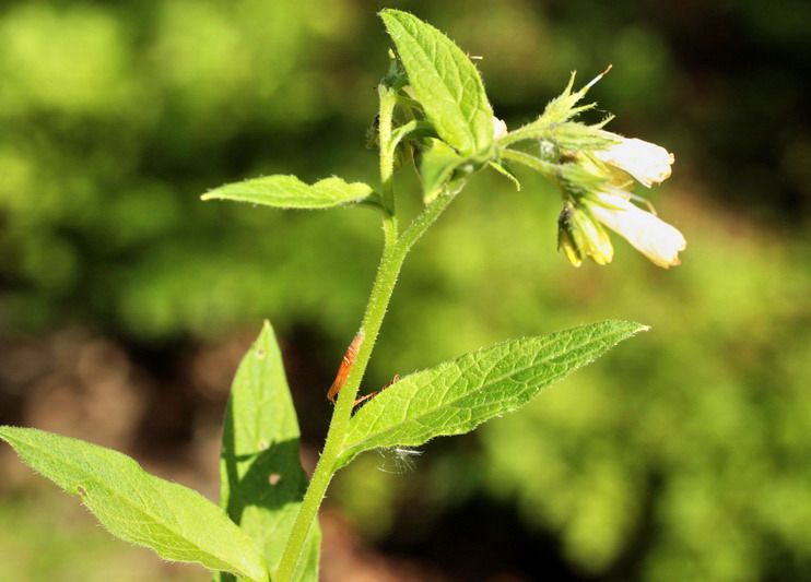 Symphytum bulbosum
