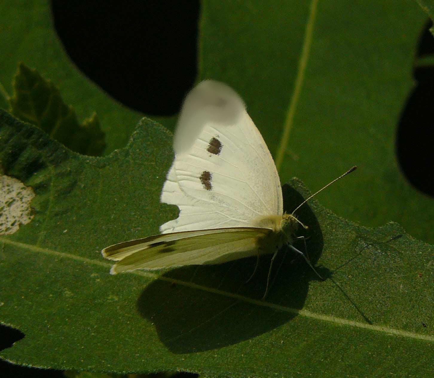Pieris manii f ??