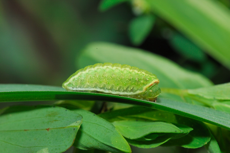 bruco di Lycaenidae da determinare. No, Limacodidae