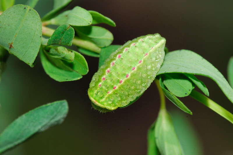 bruco di Lycaenidae da determinare. No, Limacodidae