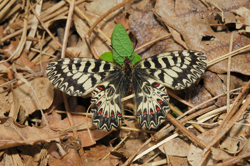 Zerynthia polyxena ♀