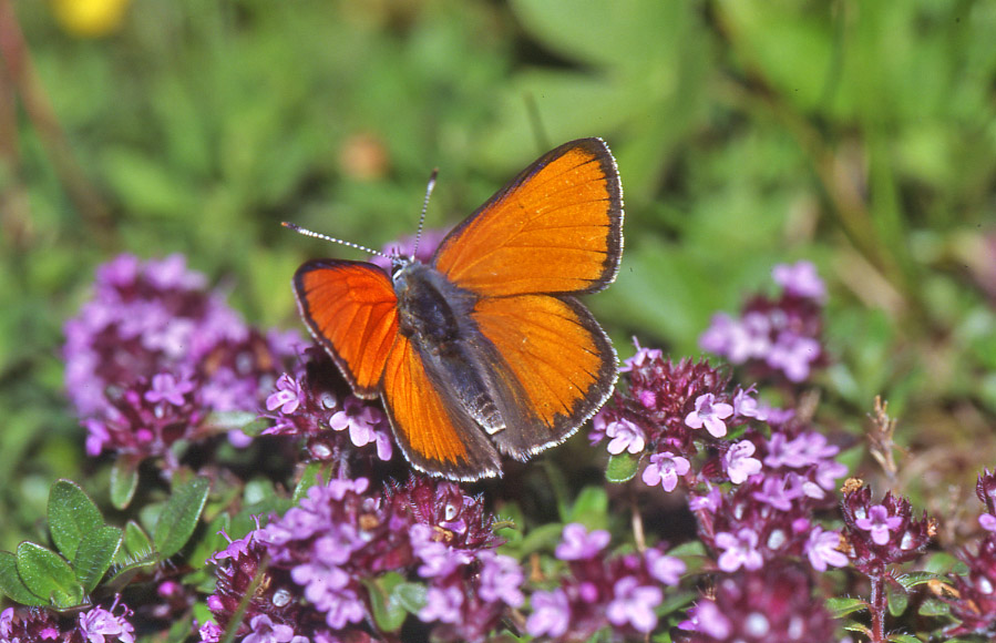 Lycaena hippothoe ♂