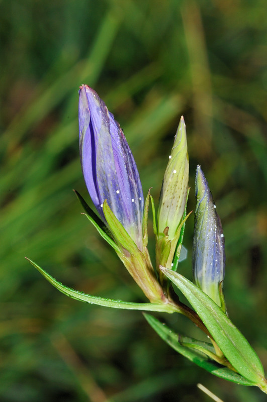 Altra determinazione Lycaenidae