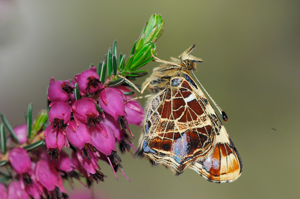 Araschnia levana