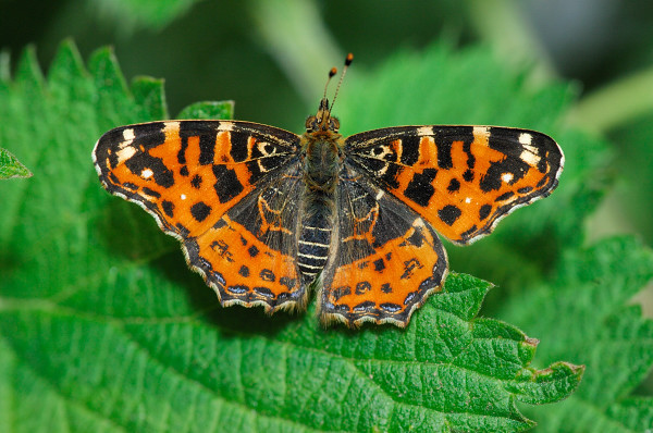 Araschnia levana