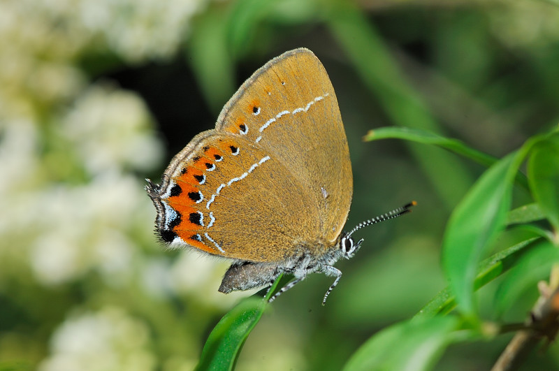 Satyrium pruni ??